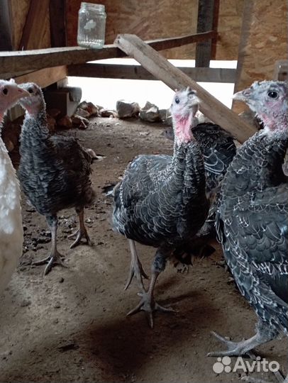 Цыплята индюшата