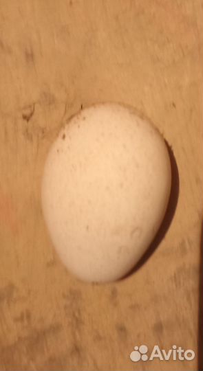 Инкубационное яйцо индейки