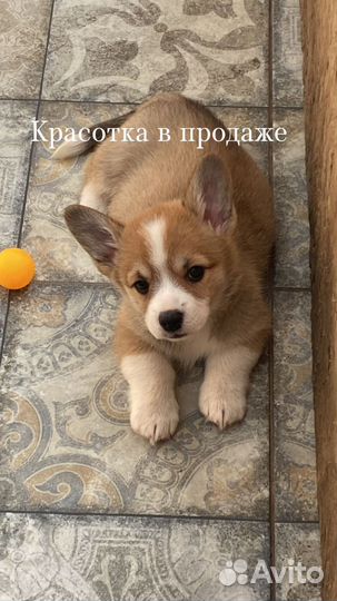 Вельш-корги пемброк