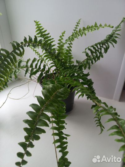 Декабрист и другие комнатные растения