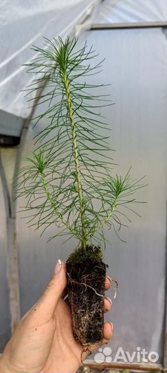 Саженцы сосны зкс