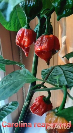 Перцы супер острые