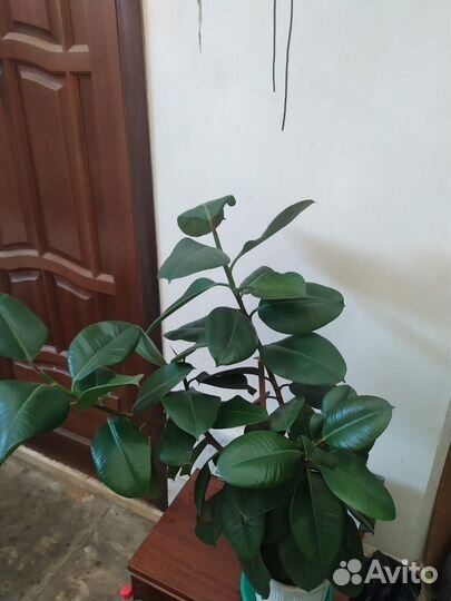 Фикус, тещин язык, Алое