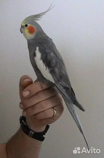 Продам птенчиков Корелла домашние