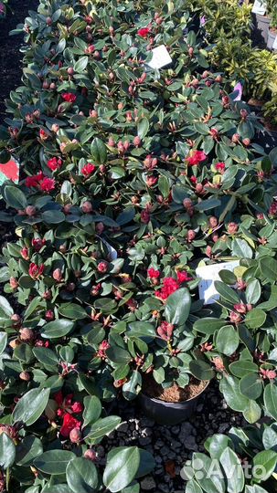 Рододендрон