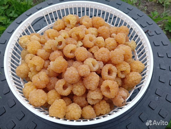 Саженцы желтой малины