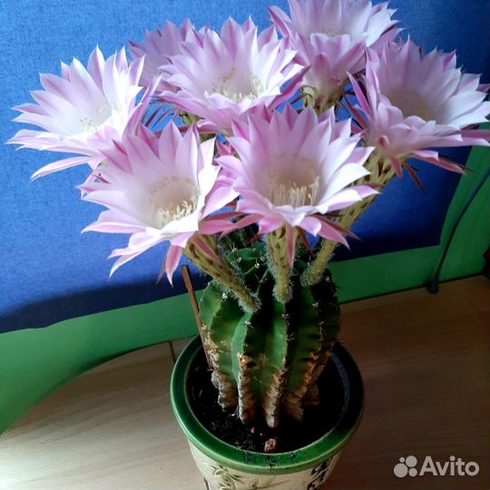 Кактус