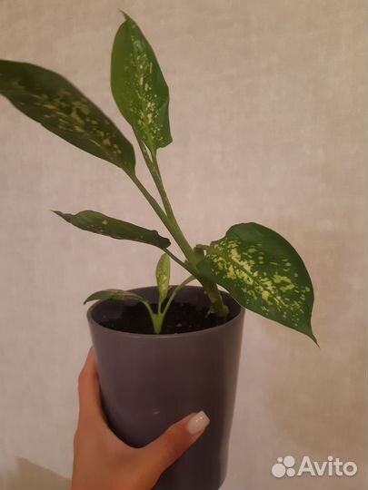 Диффенбахия