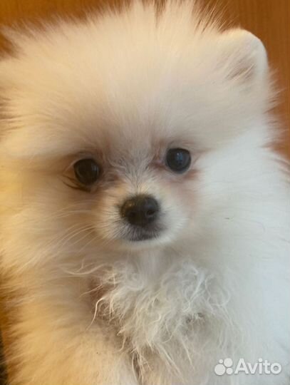 Белая мини девочка