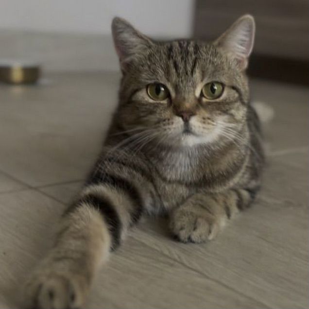 Взрослая, кошка в добрые руки
