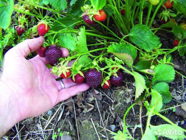 Рассада клубники черный принц