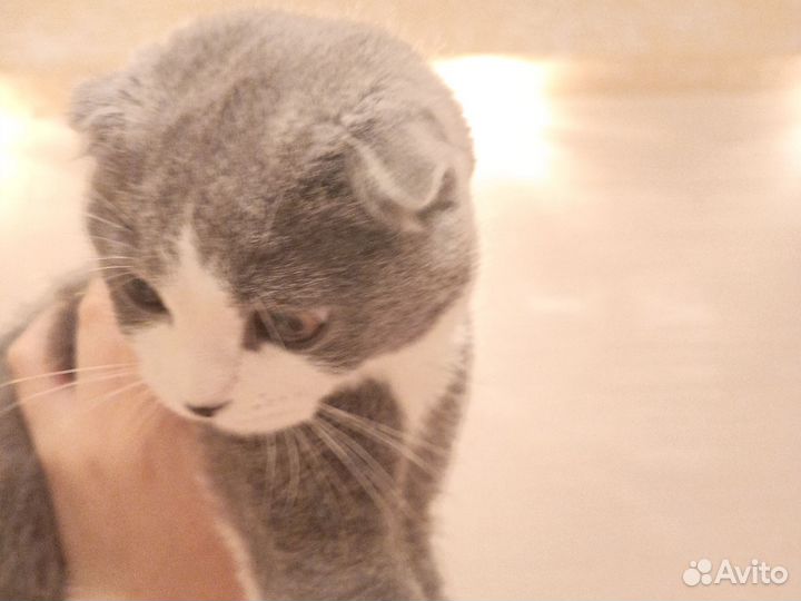 Британская вислоухая кошка