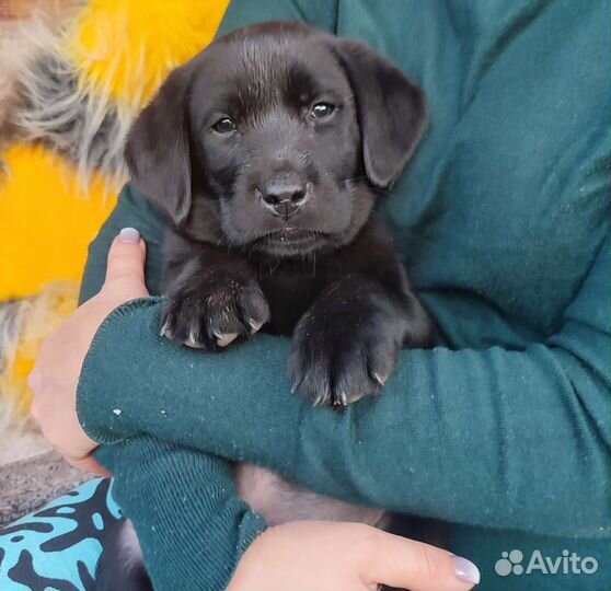 Щенки лабрадора черные
