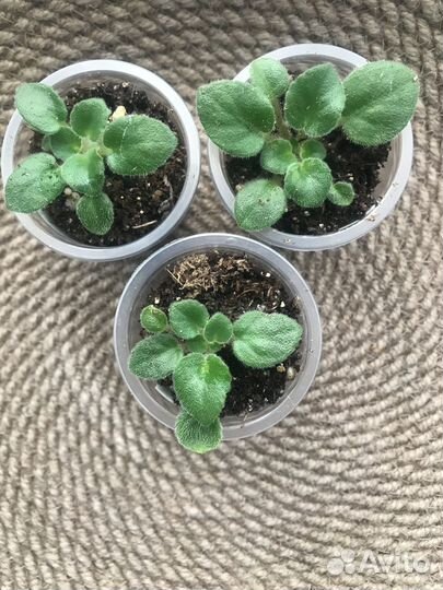 Фиалки (мини,полумини,трейлер,стандарт)