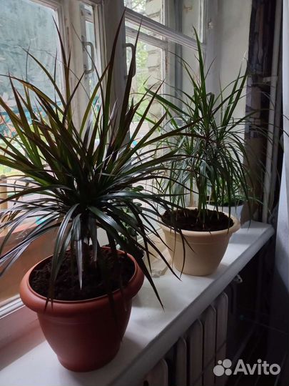 Комнатные цветы драцена