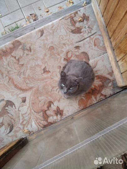 Кошка в дар