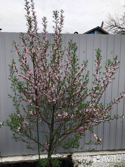 Миндаль декоративный