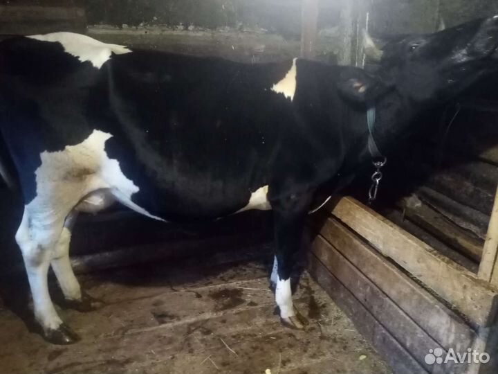 Корова дойная