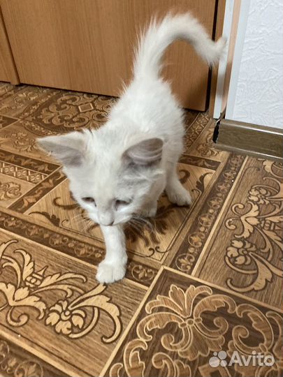 Кошка в добрые руки