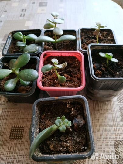 Кактусы и суккуленты