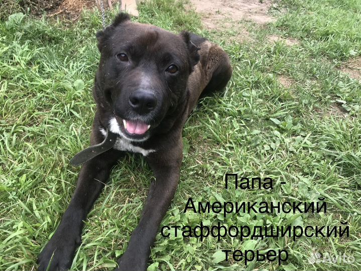 Щенки бесплатно