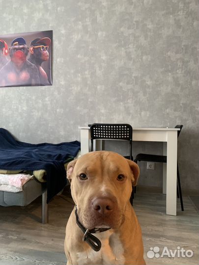 Питбультерьер