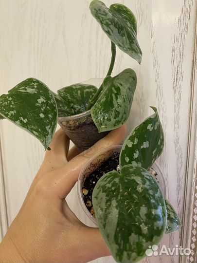 Сциндапсус сильвер энн