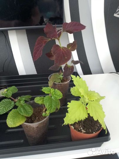 Комнатные растения