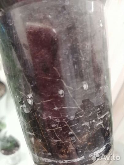 Фикус бенджамина