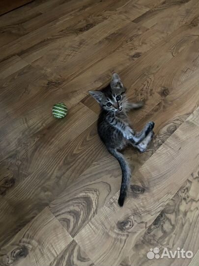 Отдам котенка