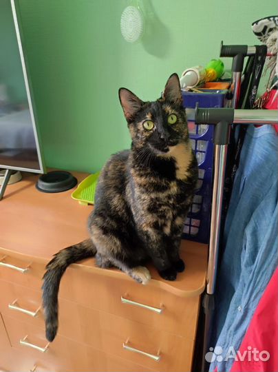 Кошки в добрые руки