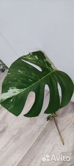 Вариегантная Монстера Альба