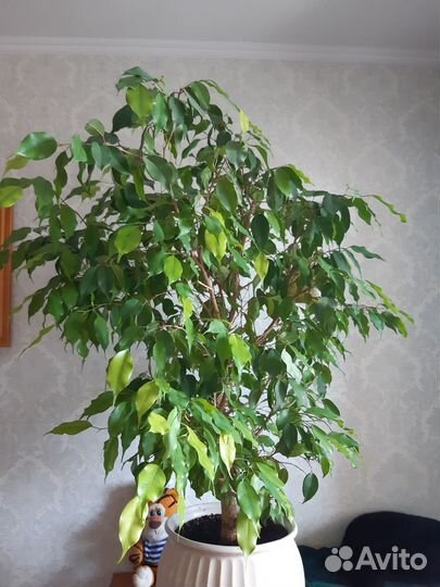 Фикус Бенджамина