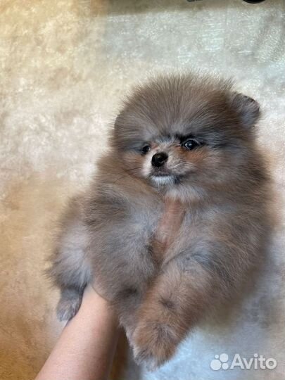 Померанский шпиц