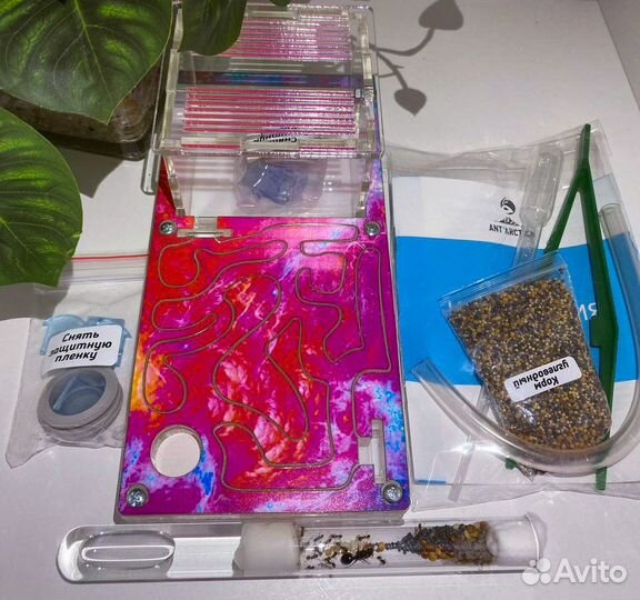 Муравьиная ферма формикарий