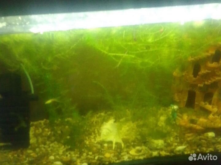 Аквариумные рыбки гуппи