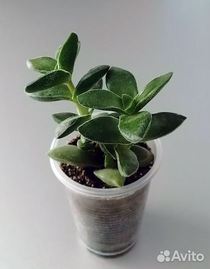 Крассула Спринг Тайм. Spring Time. Суккулент