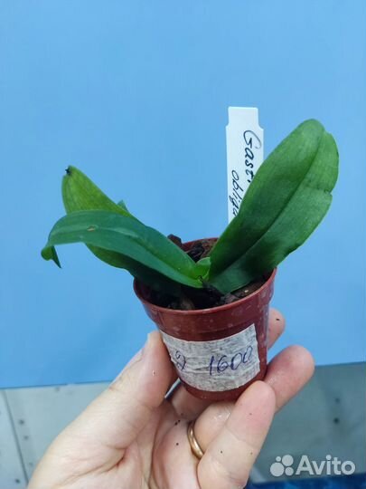 Орхидея. Гастрохилус. Gastrochilus obliquus