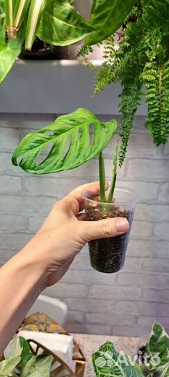 Монстера Манки маск (Адансона)