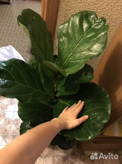 Фикус лирата