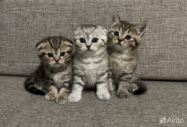 Шотландские вислоухие котята