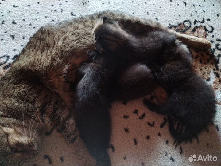 Котята в добрые руки