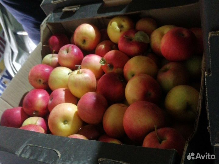 Яблоки айдаред
