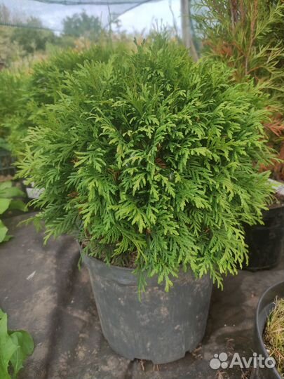 Туя шаровидная даника