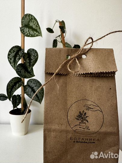 Сциндапсус пиктус / треби