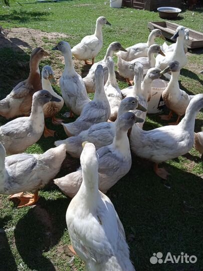 Инкубационное яйцо гусей,кур и уток