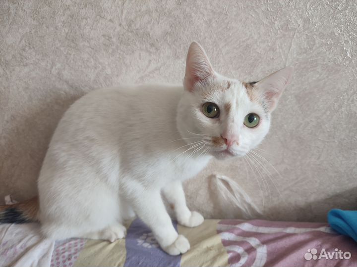 Кошки в добрые руки