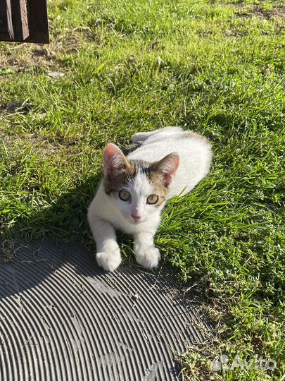 Котята бесплатно