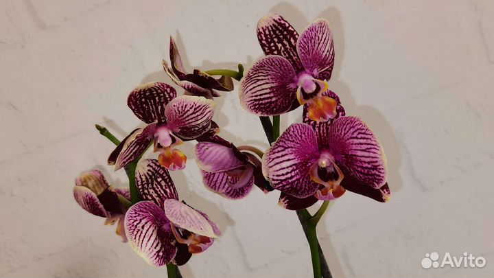 Редкая Орхидея фаленопсис Фантом Рэд