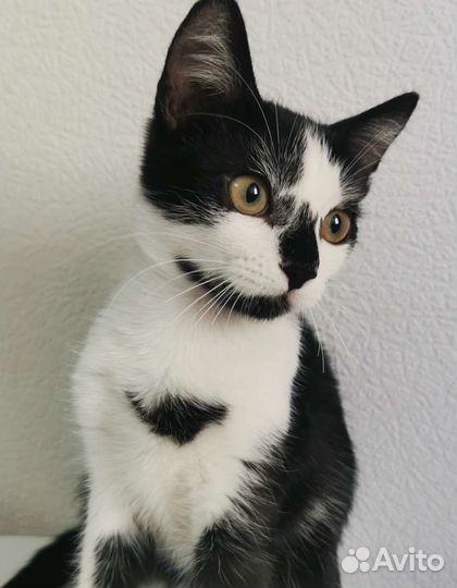 Котенок девочка ждёт семью